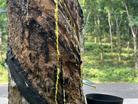 A bowl is collecting latex dripping from a slash in a rubber tree at a rubber estate in Konni, Pathanamthitta, Kerala, India, on April 05, 2...