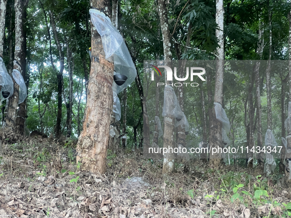 Bowls are collecting latex dripping from slashes in rubber trees at a rubber estate in Konni, Pathanamthitta, Kerala, India, on April 05, 20...