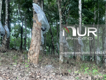 Bowls are collecting latex dripping from slashes in rubber trees at a rubber estate in Konni, Pathanamthitta, Kerala, India, on April 05, 20...