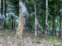 Bowls are collecting latex dripping from slashes in rubber trees at a rubber estate in Konni, Pathanamthitta, Kerala, India, on April 05, 20...