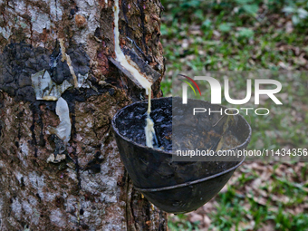 A bowl is collecting latex dripping from a slash in a rubber tree at a rubber estate in Konni, Pathanamthitta, Kerala, India, on April 05, 2...