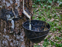 A bowl is collecting latex dripping from a slash in a rubber tree at a rubber estate in Konni, Pathanamthitta, Kerala, India, on April 05, 2...