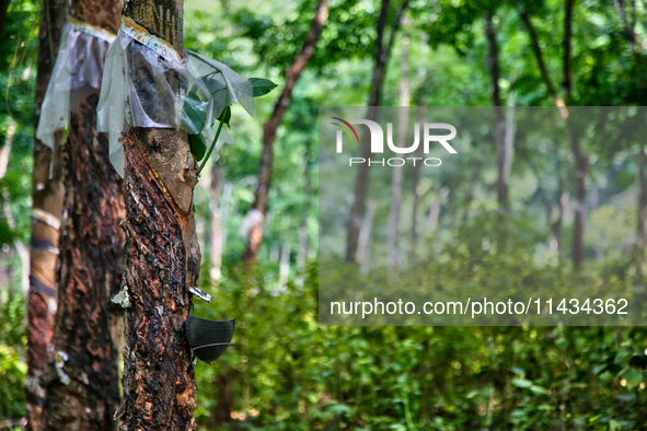 Bowls are collecting latex dripping from slashes in rubber trees at a rubber estate in Konni, Pathanamthitta, Kerala, India, on April 05, 20...