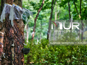 Bowls are collecting latex dripping from slashes in rubber trees at a rubber estate in Konni, Pathanamthitta, Kerala, India, on April 05, 20...