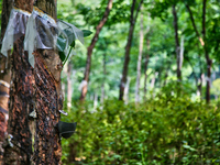 Bowls are collecting latex dripping from slashes in rubber trees at a rubber estate in Konni, Pathanamthitta, Kerala, India, on April 05, 20...