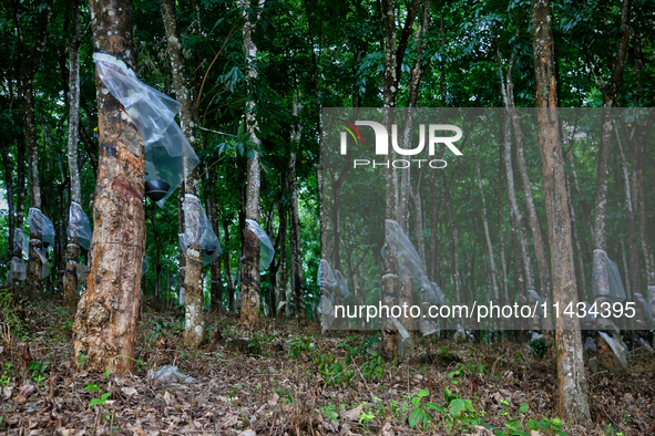 Bowls are collecting latex dripping from slashes in rubber trees at a rubber estate in Konni, Pathanamthitta, Kerala, India, on April 05, 20...