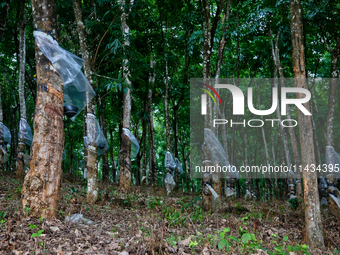 Bowls are collecting latex dripping from slashes in rubber trees at a rubber estate in Konni, Pathanamthitta, Kerala, India, on April 05, 20...