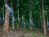 Bowls are collecting latex dripping from slashes in rubber trees at a rubber estate in Konni, Pathanamthitta, Kerala, India, on April 05, 20...