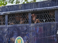 A police van is transporting protesters to the jail after their court hearing in Dhaka, Bangladesh, on July 26, 2024. The number of arrests...