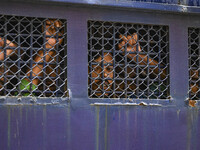 A police van is transporting protesters to the jail after their court hearing in Dhaka, Bangladesh, on July 26, 2024. The number of arrests...