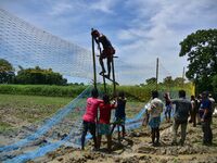 An Indian forest official is setting up a net trap to capture a Royal Bengal tiger near a jute field in Dhing, Nagaon District of Assam, on...