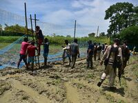 An Indian forest official is setting up a net trap to capture a Royal Bengal tiger near a jute field in Dhing, Nagaon District of Assam, on...