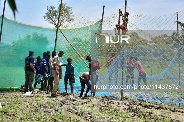 An Indian forest official is setting up a net trap to capture a Royal Bengal tiger near a jute field in Dhing, Nagaon District of Assam, on...