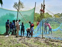 An Indian forest official is setting up a net trap to capture a Royal Bengal tiger near a jute field in Dhing, Nagaon District of Assam, on...