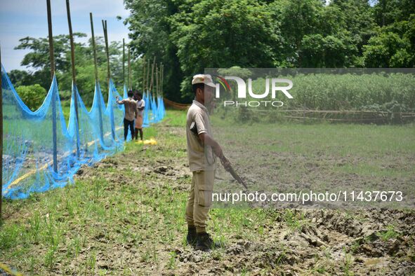 A forest official is standing guard as others are setting up a net trap to capture a Royal Bengal tiger near a jute field in Dhing, Nagaon D...