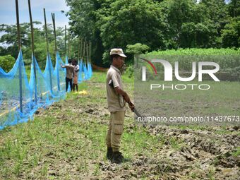 A forest official is standing guard as others are setting up a net trap to capture a Royal Bengal tiger near a jute field in Dhing, Nagaon D...