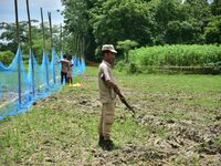 A forest official is standing guard as others are setting up a net trap to capture a Royal Bengal tiger near a jute field in Dhing, Nagaon D...