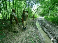 Forest officials are keeping vigil after a Royal Bengal tiger is being spotted by local villagers near a jute paddy field in Dhing, Nagaon D...