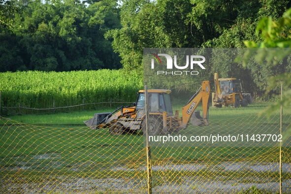 Forest officials are searching for a tiger taking shelter in a jute paddy field in Dhing, Nagaon District of Assam, on July 27, 2024. It is...