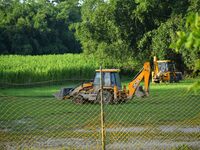 Forest officials are searching for a tiger taking shelter in a jute paddy field in Dhing, Nagaon District of Assam, on July 27, 2024. It is...