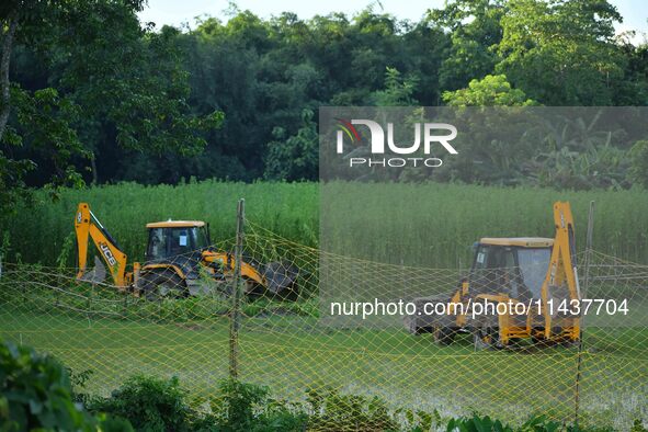 Forest officials are searching for a tiger taking shelter in a jute paddy field in Dhing, Nagaon District of Assam, on July 27, 2024. It is...