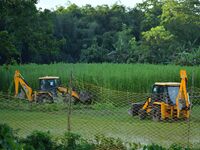 Forest officials are searching for a tiger taking shelter in a jute paddy field in Dhing, Nagaon District of Assam, on July 27, 2024. It is...