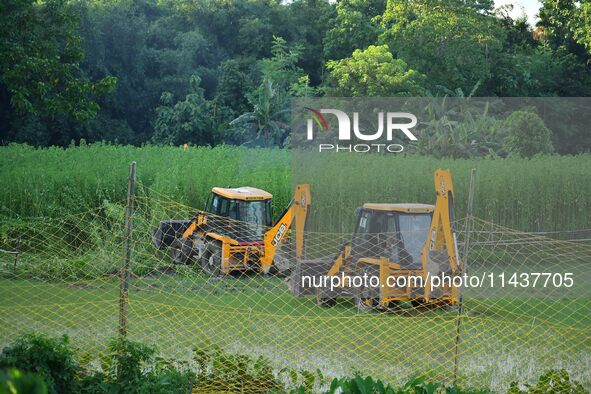 Forest officials are searching for a tiger taking shelter in a jute paddy field in Dhing, Nagaon District of Assam, on July 27, 2024. It is...