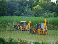 Forest officials are searching for a tiger taking shelter in a jute paddy field in Dhing, Nagaon District of Assam, on July 27, 2024. It is...