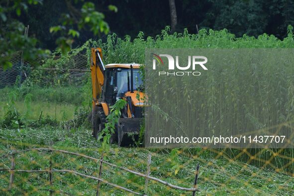 Forest officials are searching for a tiger taking shelter in a jute paddy field in Dhing, Nagaon District of Assam, on July 27, 2024. It is...