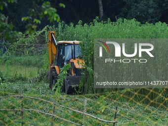 Forest officials are searching for a tiger taking shelter in a jute paddy field in Dhing, Nagaon District of Assam, on July 27, 2024. It is...