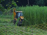 Forest officials are searching for a tiger taking shelter in a jute paddy field in Dhing, Nagaon District of Assam, on July 27, 2024. It is...