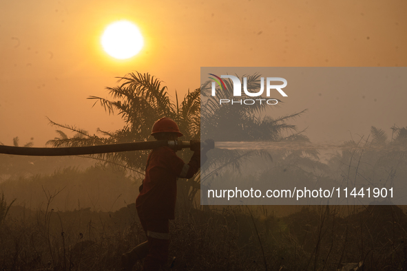 Indonesian firefighters are trying to extinguish a peatland fire in the palm oil plantation area of Company Permata Hijau Indonesia in Pangk...