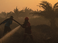 Indonesian firefighters are trying to extinguish a peatland fire in the palm oil plantation area of Company Permata Hijau Indonesia in Pangk...