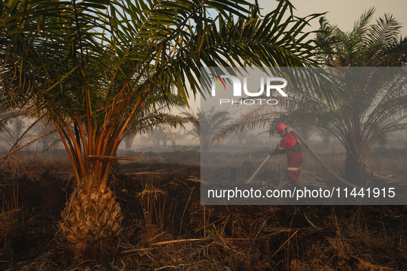 Indonesian firefighters are trying to extinguish a peatland fire in the palm oil plantation area of Company Permata Hijau Indonesia in Pangk...