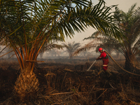 Indonesian firefighters are trying to extinguish a peatland fire in the palm oil plantation area of Company Permata Hijau Indonesia in Pangk...