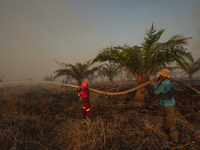 Indonesian firefighters are trying to extinguish a peatland fire in the palm oil plantation area of Company Permata Hijau Indonesia in Pangk...