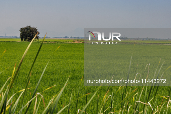 Smoke from the Park Fire is blanketing rice fields near Marysville, Calif., on Sunday, July 28, 2024. The rapid growth of California's Park...