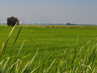 Smoke from the Park Fire is blanketing rice fields near Marysville, Calif., on Sunday, July 28, 2024. The rapid growth of California's Park...