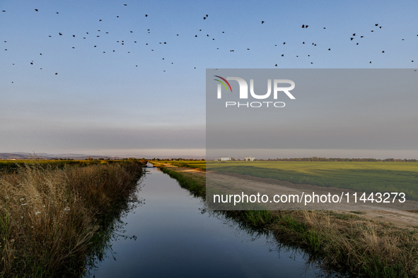 Smoke from the Park Fire is blanketing rice fields near Marysville, Calif., on Sunday, July 28, 2024. The rapid growth of California's Park...