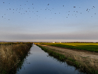 Smoke from the Park Fire is blanketing rice fields near Marysville, Calif., on Sunday, July 28, 2024. The rapid growth of California's Park...