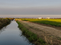 Smoke from the Park Fire is blanketing rice fields near Marysville, Calif., on Sunday, July 28, 2024. The rapid growth of California's Park...