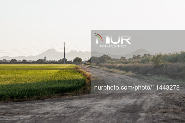 Smoke from the Park Fire is blanketing rice fields near Marysville, Calif., on Sunday, July 28, 2024. The rapid growth of California's Park...