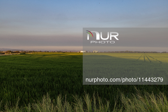 Smoke from the Park Fire is blanketing rice fields near Marysville, Calif., on Sunday, July 28, 2024. The rapid growth of California's Park...