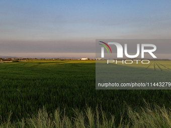 Smoke from the Park Fire is blanketing rice fields near Marysville, Calif., on Sunday, July 28, 2024. The rapid growth of California's Park...