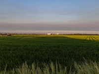 Smoke from the Park Fire is blanketing rice fields near Marysville, Calif., on Sunday, July 28, 2024. The rapid growth of California's Park...