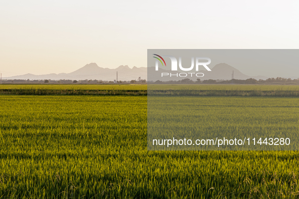 Smoke from the Park Fire is blanketing rice fields near Marysville, Calif., on Sunday, July 28, 2024. The rapid growth of California's Park...