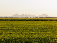 Smoke from the Park Fire is blanketing rice fields near Marysville, Calif., on Sunday, July 28, 2024. The rapid growth of California's Park...