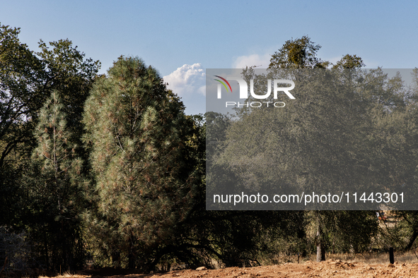 The Park Fire's forward movement is being seen from North Table Mountain Ecological Reserve, near Oroville, Calif., on Sunday, July 28, 2024...