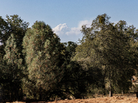 The Park Fire's forward movement is being seen from North Table Mountain Ecological Reserve, near Oroville, Calif., on Sunday, July 28, 2024...