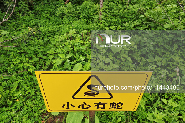 A sign reading ''Beware of snakes'' is being seen on a roadside in Yanbian, China, on July 14, 2024. 